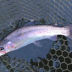 大安トラウトレイク釣果